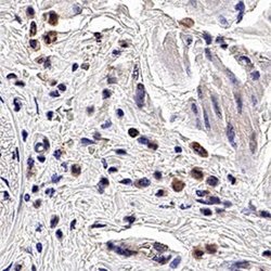 PGLYRP1/PGRP-S Antibody (188C424) - Azide and BSA Free, Novus Biologicals